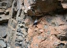 Rotskruiper (Wallcreeper) (Tichodroma muraria) - Yolin Am 22-08-2016 (13)